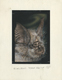 Delcampe - Thematik: Tiere, Fauna / Animals, Fauna: 1995, Tanzania. Nice Lot Of In All 6 Artworks For Some Stamps Of The BATS Serie - Other & Unclassified