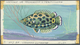 Thematik: Tiere-Fische / Animals-fishes: 1967, Burundi. Artist's Drawing For The 8fr Value Of The Tropical Fish Series S - Fishes