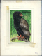 Thematik: Tiere-Greifvögel / Animals-birds Of Prey: 1994, Tanzania. Set Of 8 Artworks For The Stamps And The Souvenir Sh - Eagles & Birds Of Prey