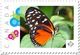 Delcampe - BUTTERFLY COLLECTION Of 6 Unique Picture Postage Stamps Canada 2017 P17-04bt6 - Papillons