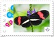 Delcampe - BUTTERFLY COLLECTION Of 6 Unique Picture Postage Stamps Canada 2017 P17-04bt6 - Papillons