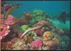 °°° 8088 - AUSTRALIA - NORTH QUEENSLAND - THE GREAT BARRIER REEF - 1987 With Stanps °°° - Far North Queensland