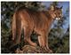 (700) Mountain Lion Or Puma - Lions