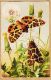 Ercast077 Peu Commun Illustration MILLOT Papillon Ecaille MARTE CHELONIA CAJA 1920s L-E 201 Butterfly Vlinder - Papillons