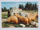Cyprus Shepherd Near St. Barnabas Monastery  A 154 - Cyprus