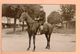 Cpa Cartes Postales Ancienne - Photo Militaire A Cheval 47 - Photographs
