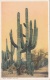 RIESEN KAKTUS - A GIANT CACTUS, Karte Um 1920? - Other & Unclassified