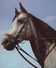 ÄLTERE POSTKARTE PFERD SCHIMMEL ZAUM ZAUMZEUG Grey Horse Cheval AK Cpa Postcard Ansichtskarte - Caballos
