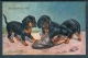 19026 3 Jeunes Teckel (Dachshund) Jouant Avec Une Pantoufle (Was Steckt Da Drin ?) - Dogs