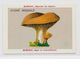 Chromo Champignon Mushroom 9,5 X 6,5 Texte Explicatif Au Dos Publicité Blécao - Other & Unclassified