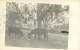 031017 - CARTE PHOTO - 55 POUILLY - Septembre 1913 Enfants Dans Un Arbre âne - Other & Unclassified