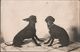 ! Alte Fotokarte 1909 Erfurt , Hunde, Dogs, Photo, Thüringen - Chiens