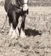 Royaume Uni Campagne Anglaise Travaux Des Champs Chevaux Ancienne Photo 1930 - Professions