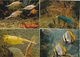 17 / 10 / 91  -    LOT  DE  8  CPM (grd. Mod. )  -  MUSÉE OCÉANOGRAPHIQUE DE   MONACO  -  POISSONS  DIVERS - 5 - 99 Postcards