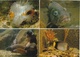 17 / 10 / 91  -    LOT  DE  8  CPM (grd. Mod. )  -  MUSÉE OCÉANOGRAPHIQUE DE   MONACO  -  POISSONS  DIVERS - 5 - 99 Cartoline