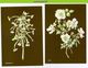 MR001b FLORA BLOEMEN ROOA DUIFKRUID ROSE JANNEKE BRINKMAN-SALENTIJN FLOWERS BLUMEN FLEURS FLORES NEDERLAND 2017 POSTCARD - Bloemen