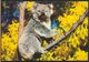 °°° 8687 - AUSTRALIA - KOALA - With Stamps °°° - Altri & Non Classificati