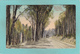 Old Postcard Of Pine Forest,Kloof Road,Cape Town, Western Cape, South Africa,R32. - South Africa