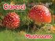 Romania 2017 / Mushrooms / Philatelic Album With Special Block - Champignons