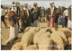 Ben-Sèba - Marktdag/Marketday Sheep - (Israël) - Israël