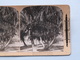 COCOANUT TREES Et Lake Worth Fla ( 858 ) Stereo Photo IMPERIAL SERIES ( Voir Photo Pour Detail ) ! - Photos Stéréoscopiques