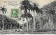 Cuba - Habana (La Havane) - Paisaje (Landscape) Tropical, Isla Pinos (Isle Of Pines) - Autres & Non Classés