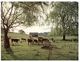 (777) Australia - Cows - Country Scenery - Outback