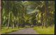 °°° 9436 - ANTIGUA - FIG TREE DRIVE - 1971 With Stamps °°° - Antigua Y Barbuda