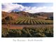(111) Australia - (with Stamp At Back Of Postcard) - SA - Barossa Valley - Barossa Valley