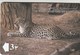 Oman - Arabian Leopard - 13OMNB - Oman
