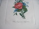 Dessin Rose Empereur Napoléon 33 X 25 Cm - Prints & Engravings