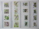 Delcampe - FAUNA 375 Sets Of WWF AND ENDANGERED WILDLIFE COLLECTION IN 3 NICE ALBUMS ! Ndw PF/MNH - Butterflies