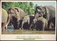 °°° GF403 - ISLAND OF SRI LANKA - ELEPHANTS PINNAWELA °°° - Sri Lanka (Ceylon)