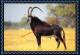 Sable Antelope - Zimbabwe - Zimbabwe