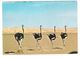 Niger - Autruches Dans L`erg Breard - Strauss - Bird - Vogel - Nice Stamps - Niger