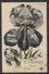 De CHAMPIGNY Recevez Cette Fleur. Shows IRIS With Many Color scenes. 1907 - Champigny