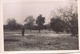 Photo 13 X 9 Cm Homme Et Arbres - Lieux