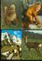 Delcampe - Beau Lot De 60 Cartes Postales Semi Modernes Gr. Format De Fantaisie Animaux Animal   Mooi Lot 60 Postk. Fantasie Dier - 5 - 99 Cartes