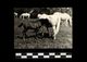 [015] Pferde-Photo 248, Fohlen, Vermutl. Lipizzaner Im Gestüt Piber Steiermark, ~1960 - Pferde