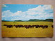 The Famous Philmont Buffalo Herd. One Of The Last Symbols Of The Old West. Philmont Scout Ranch, Cimarron. - Autres & Non Classés