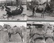 Z 2046 CPSM  CHEVAUX LOT DE 6 CARTES PUBLICITE SOUFRANE - Horses