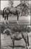 Z 2046 CPSM  CHEVAUX LOT DE 6 CARTES PUBLICITE SOUFRANE - Horses