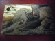 TELECARTE Sultanat D' OMAN - 1500 - LYNX - The Rare And The Beautiful - Oman