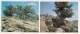 Juniper - Kopet Dagh Nature Reserve - 1985 - Turkmenistan USSR - Unused - Turkmenistan