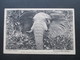 DR Kolonie DOA Stempel Lindi Deutsch Ostafrika. PK Elefant. Jambo Tembo. Kunstverlag C. Vincenti Dar-Es-Salaam - Africa Orientale Tedesca