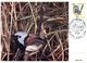 (118) Australia Early Maxicard - 1979 - Birds - (6) - Cartoline Maximum