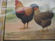 10 Advertsing SLUIS's 1930 Complete & Incomplete 1931 CALENDAR Pages, Chicken Cock Rooster Poultry Ill. E. Van Hove - Animals