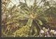 K2. UK England Royal Botanic Gardens Kew Palm House African Cycad Brunfelsia Calycina Crotons Posted Postcard - Other & Unclassified