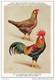 KBIN / IRSNB - Ca 1950 - Pluimvee, Oiseaux De Basse-cour, Poultry, Chicken (perfect Condition) - 26 - Oiseaux