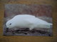 Pétrel Des Neiges Snow Petrel, Club Philatéliqe Polaire De France - TAAF : Terres Australes Antarctiques Françaises